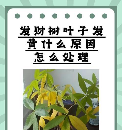 水培植物叶子发黄的原因及解决方法是什么？