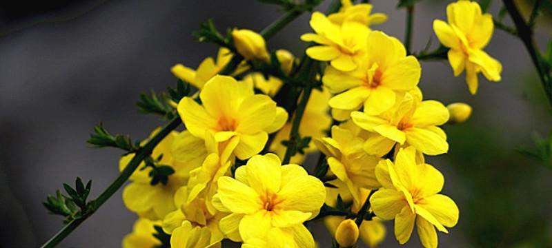 迎春花修剪的最佳时机和方法是什么？