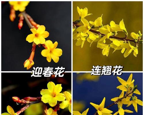 迎春花修剪的最佳时机和方法是什么？