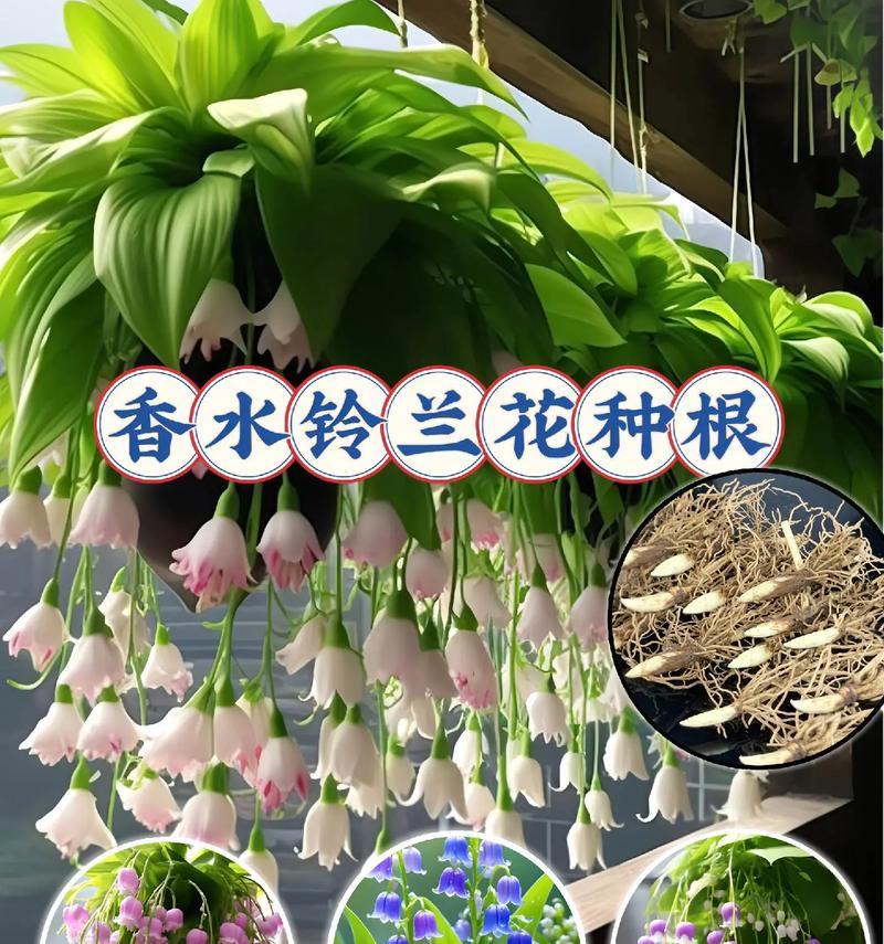 名贵盆栽花卉有哪些？如何正确养护？