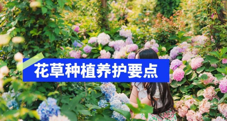 黄金瓜盆栽制作方法是什么？盆栽黄金瓜的养护要点有哪些？