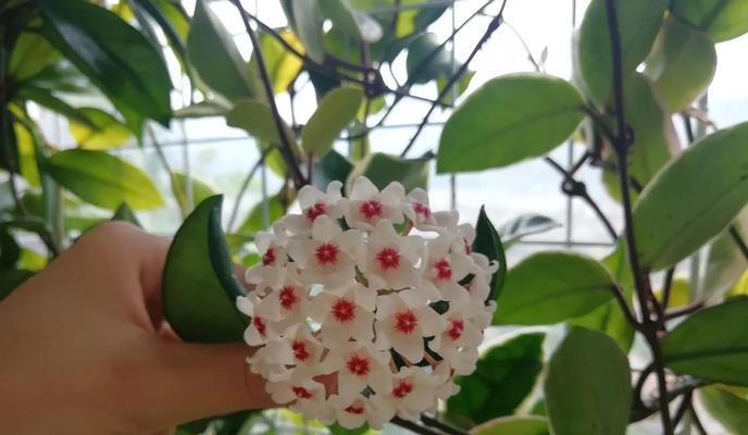 球兰的开花时间通常是什么时候？如何促进球兰开花？