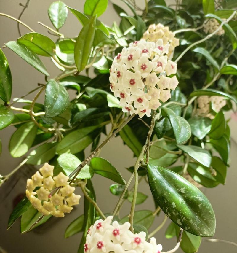 球兰的开花时间通常是什么时候？如何促进球兰开花？