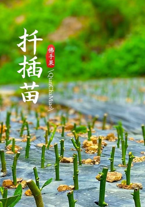 佛手修剪的方法是什么？如何保证其生长健康？