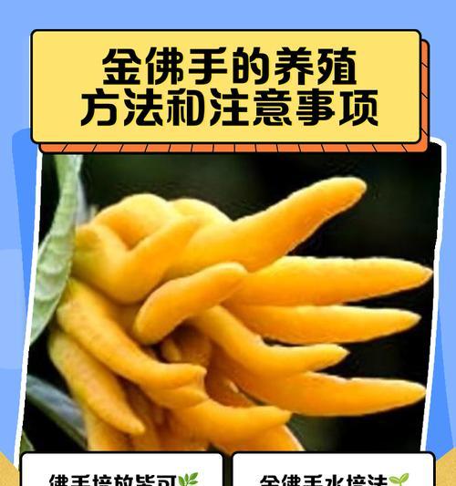 佛手修剪的方法是什么？如何保证其生长健康？