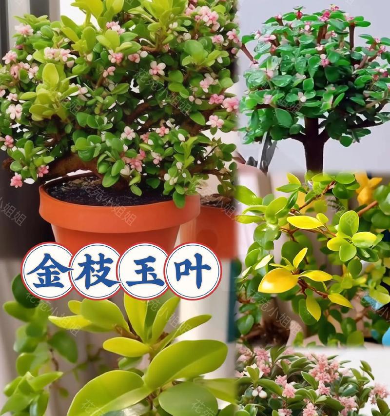 金枝玉叶在夏季的养护要点是什么？
