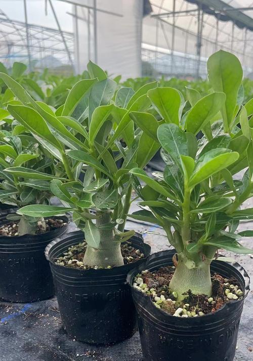 沙漠玫瑰品种有多少？如何区分？