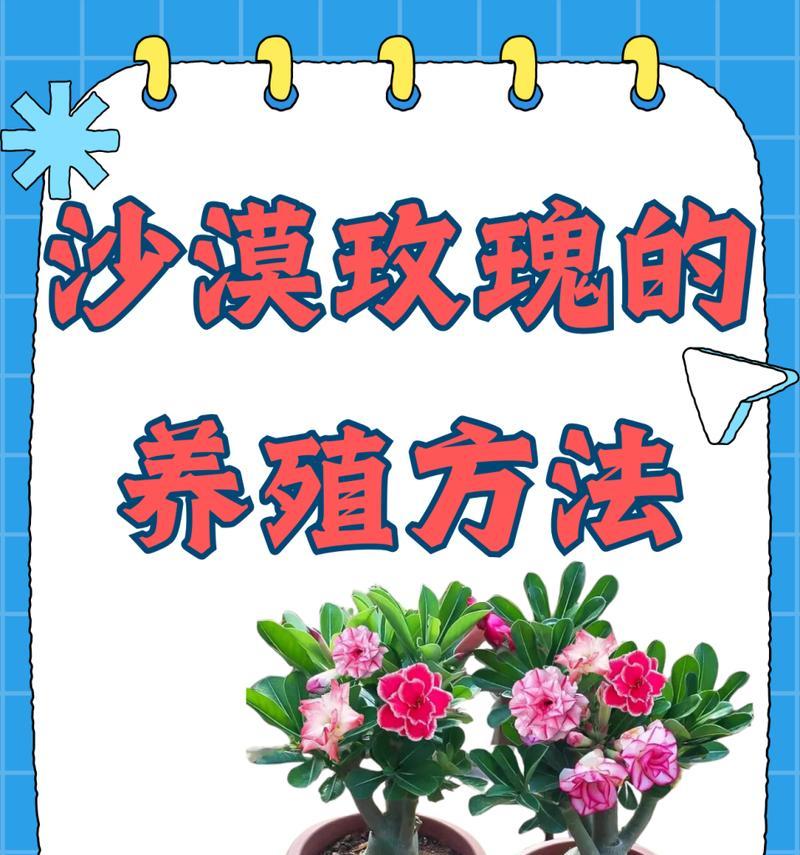 沙漠玫瑰品种有多少？如何区分？