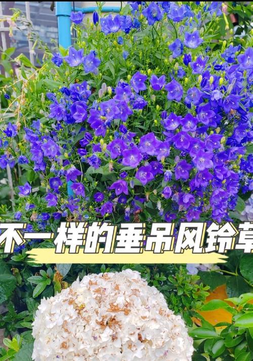 吊草养殖的注意事项有哪些？如何保持吊草的美观？