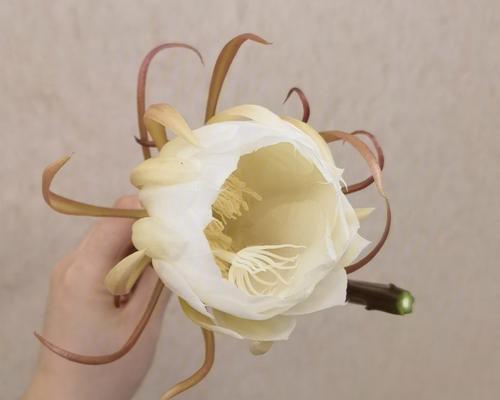 昙花叶子软化了怎么补救？有效方法分享！