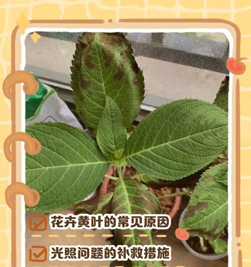 昙花叶子软化了怎么补救？有效方法分享！