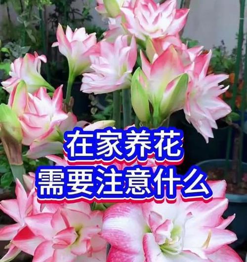 栽花需要注意哪些事项？