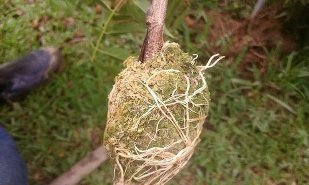 珊瑚树繁殖方法是什么？