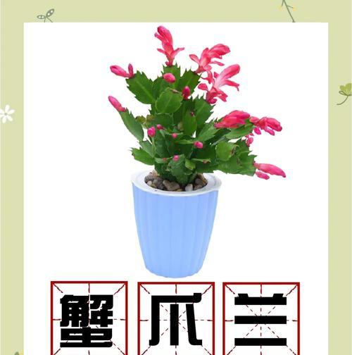 花卉换盆的最佳时机是什么时候？