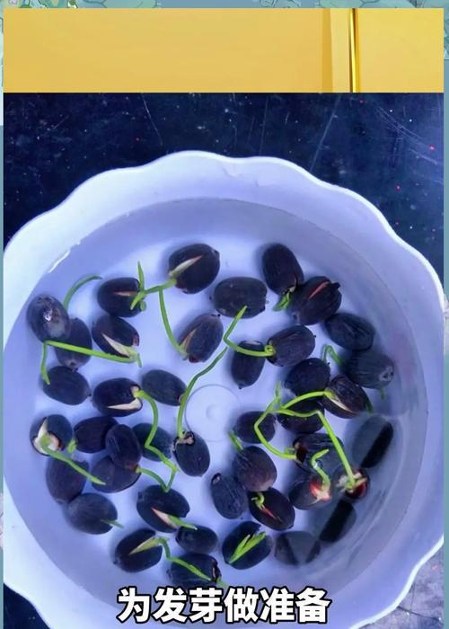 碗莲种子催芽方法及步骤？