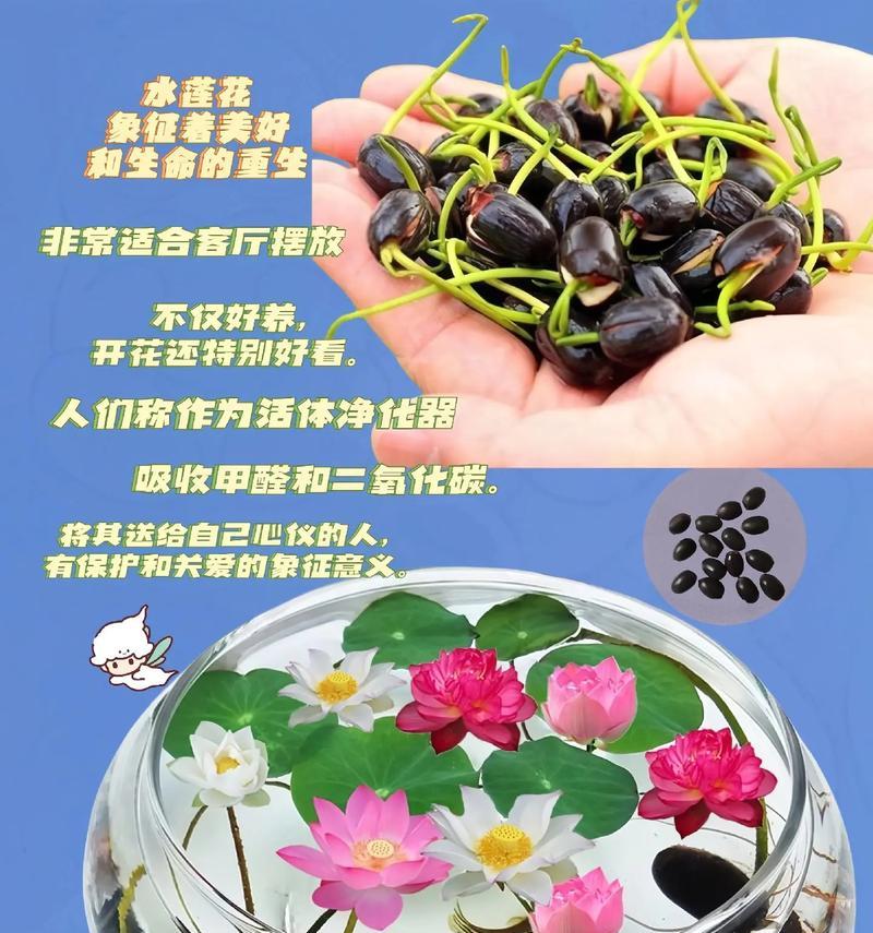 碗莲种子催芽方法及步骤？
