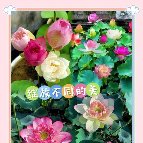 碗莲种子催芽方法及步骤？