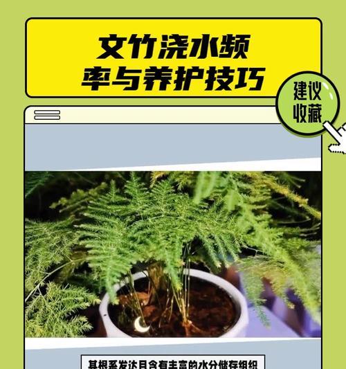 小文竹的养护要点是什么？