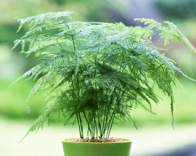 小文竹的养护要点是什么？
