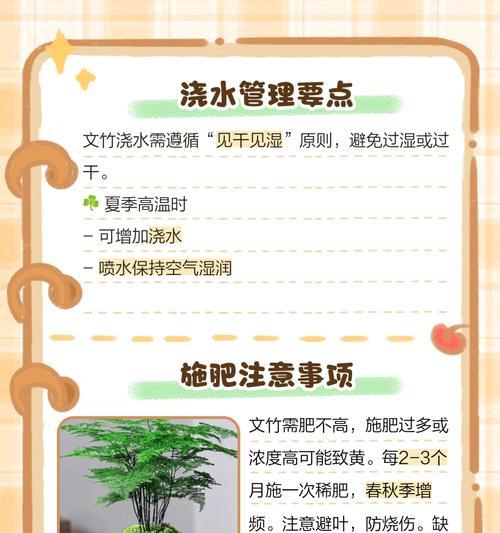 小文竹的养护要点是什么？