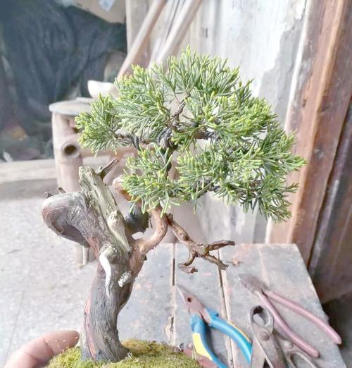 树桩打磨的步骤是什么？如何保证其美观？