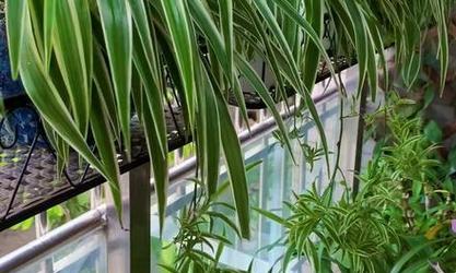 夏季吊兰的浇水技巧是什么？如何避免吊兰烂根？