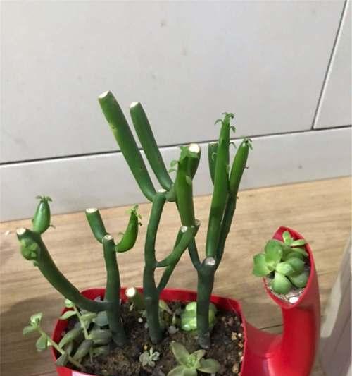 光棍树的养殖技巧有哪些？如何处理其特殊习性？