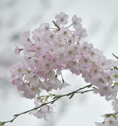 樱花有哪些品种？不同樱花品种的花期和特点是什么？