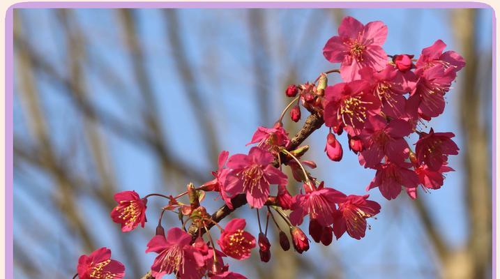 樱花有哪些品种？不同樱花品种的花期和特点是什么？
