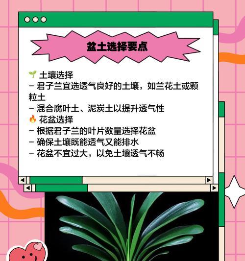君子兰冬季养护技巧有哪些？