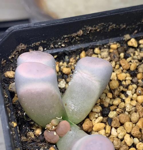 哪些生石花品种适合新手？如何照料？