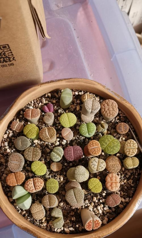 哪些生石花品种适合新手？如何照料？