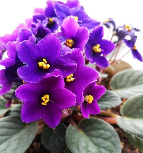 植物有哪些种类的花？如何分类？