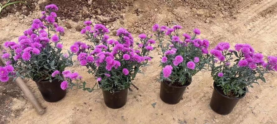 植物有哪些种类的花？如何分类？