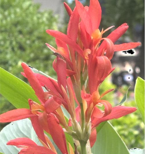 美人蕉的开花季节是什么时候？