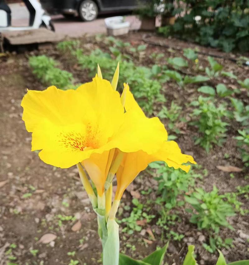 美人蕉的开花季节是什么时候？