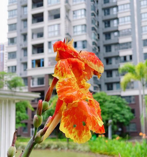 美人蕉的开花季节是什么时候？