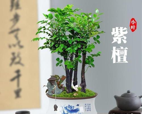 小叶紫檀花卉的正确养护方法是什么？