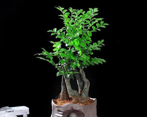 小叶紫檀花卉的正确养护方法是什么？