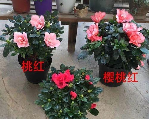 杜娟花的花期是什么时候？如何促进杜娟花开花？