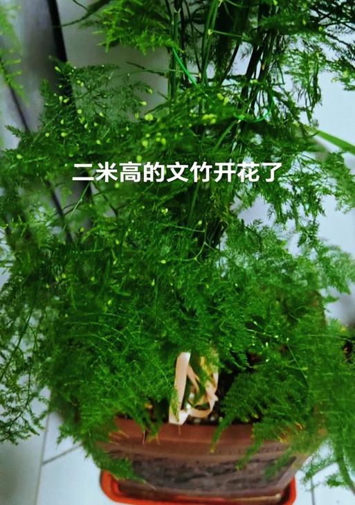文竹开花的养护技巧是什么？