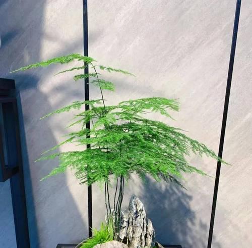 文竹开花的养护技巧是什么？