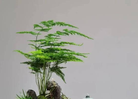 文竹开花的养护技巧是什么？