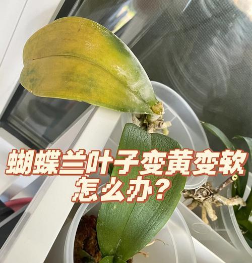 花叶发黄怎么办？如何处理花叶发黄的问题？