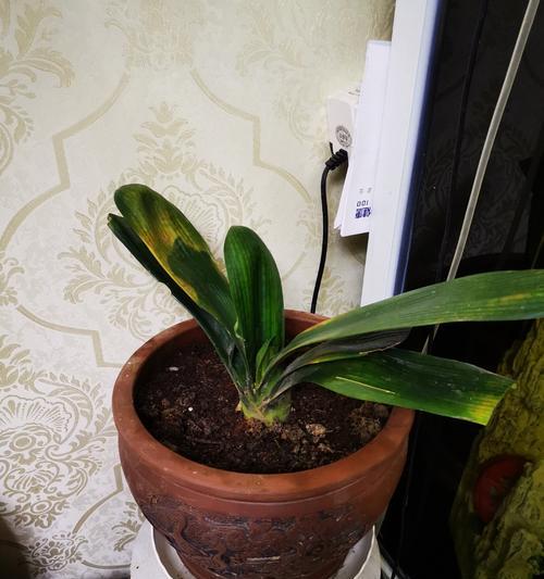 花叶发黄怎么办？如何处理花叶发黄的问题？
