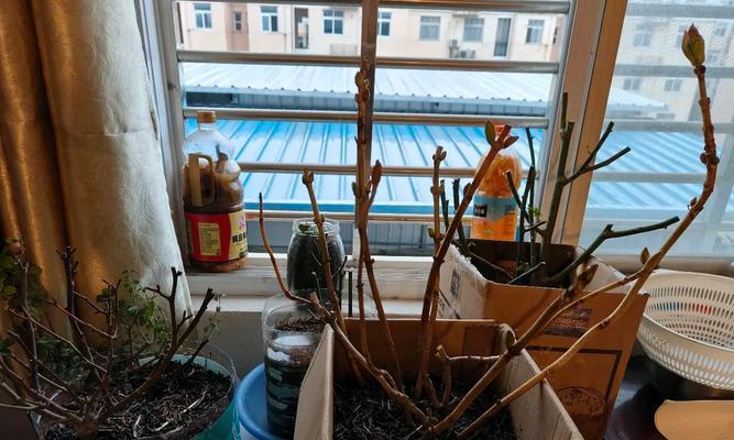 裸根月季种植方法是什么？如何处理裸根月季？