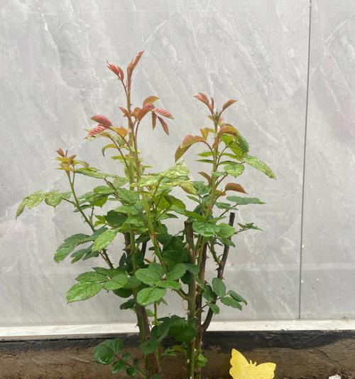 裸根月季种植方法是什么？如何处理裸根月季？
