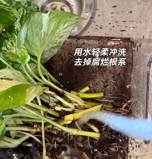 绿箩叶子发黄的原因是什么？如何处理？