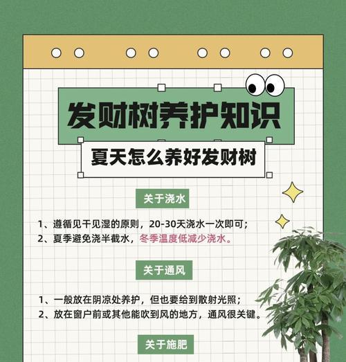 发财树怎么插扦？发财树插扦的正确步骤和注意事项是什么？