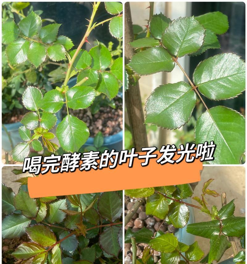 如何使酵素做肥料？酵素肥料的制作方法和使用效果如何？